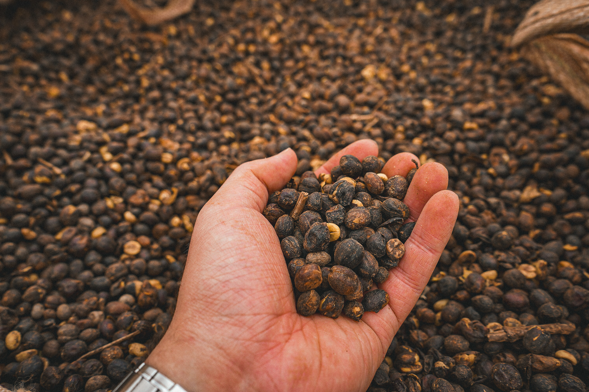 Pós-Colheita e Processamento